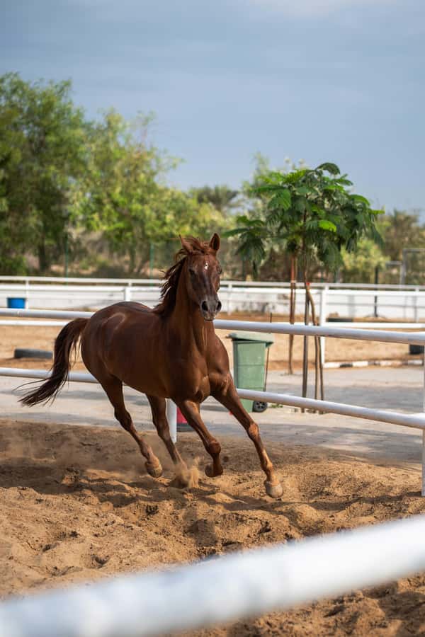 1 Hour Horseback Dubai Desert Park Ride - The 1 Hour Ride Through Ghaf Trees and Sandy Dunes