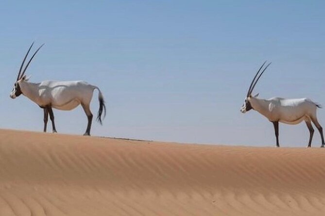 57 Bedouin Culture Safari With Breakfast - Price and Value at $174.45 for a 5-Hour Private Morning