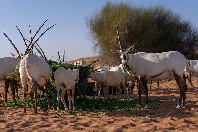 57 Camel Voyage - The camel trek: longer, slower, and built for real desert time