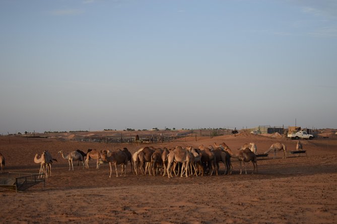 6 Hour Private Evening Desert Safari With BBQ Dinner - Private Evening Desert Safari for Up to 6: The Real Value