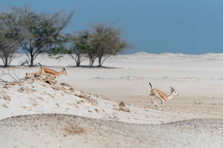 Abu Dhabi: 4-Hour Guided Cruise & Island Hopping - Al Maya Island Resort time: pool access plus a second chance to swim