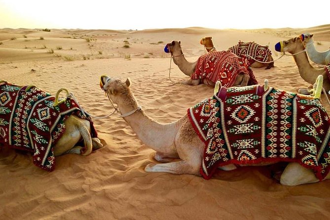 Abu Dhabi 4x4 Desert Safari BBQ Dinner , Camel Ride , Belly Dance - Why Al Khatim Desert Works So Well for a 4x4 Safari