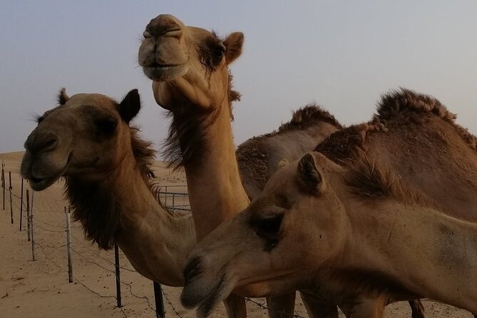 Abu Dhabi: 7-Hours Desert Safari with BBQ, Camel Ride & Sandboarding - Dune bashing in a Toyota Land Cruiser, what it feels like and who it suits