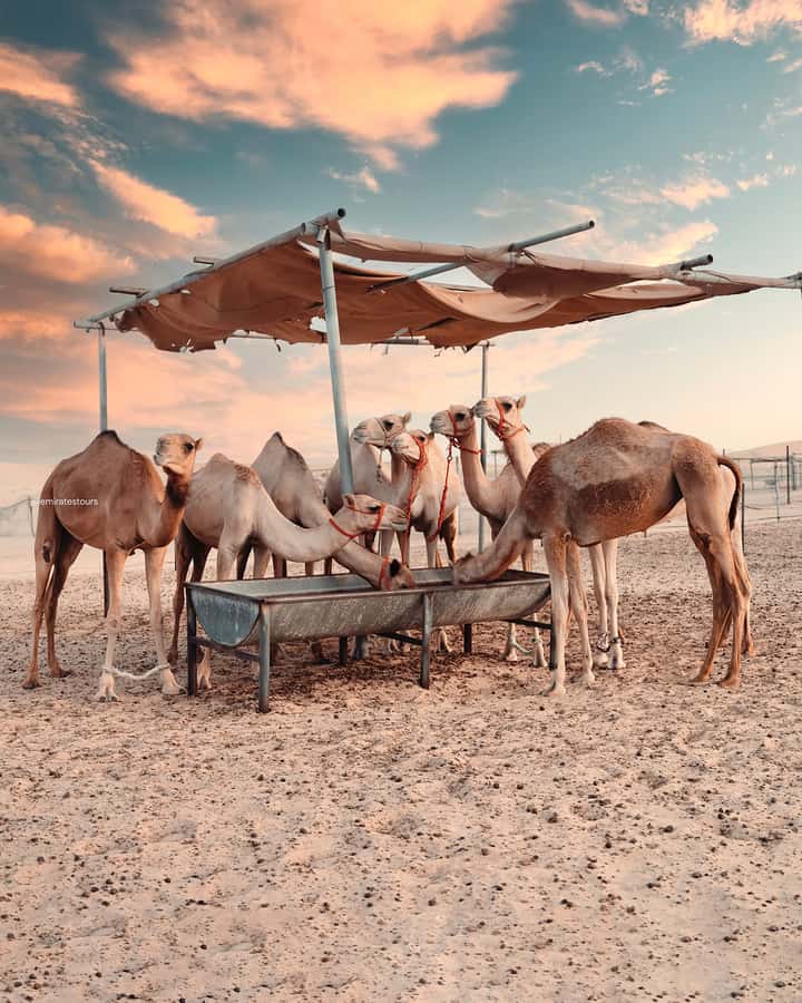 Abu Dhabi: Desert Safari with BBQ, Belly & Tannura Dance - Food, Drinks, and What You Actually Get