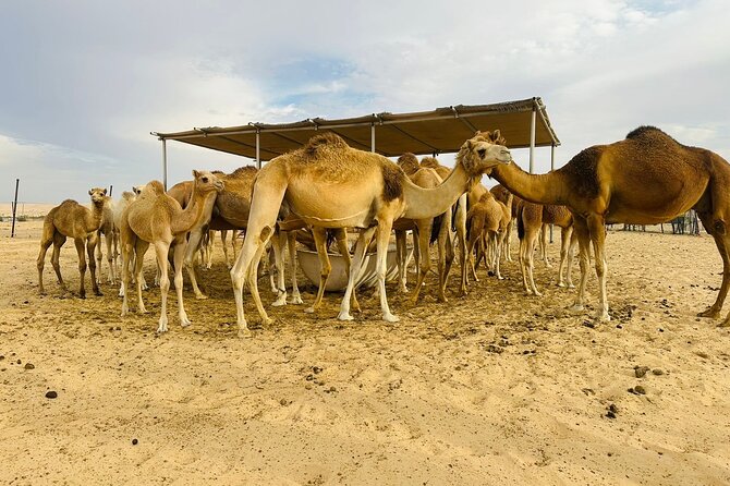 Abu Dhabi Desert Safari With BBQ Dinner & Live Shows - Belly Dance and Fire Show: Why It Works Even If You Are Not a Dancer