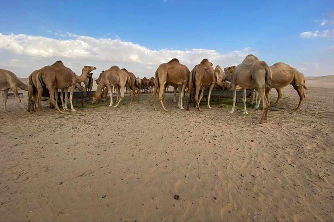 Abu Dhabi Desert safari with BBQ Dinner,Sandboarding & Camel ride - BBQ dinner under the starlit sky, plus Arabic hospitality details