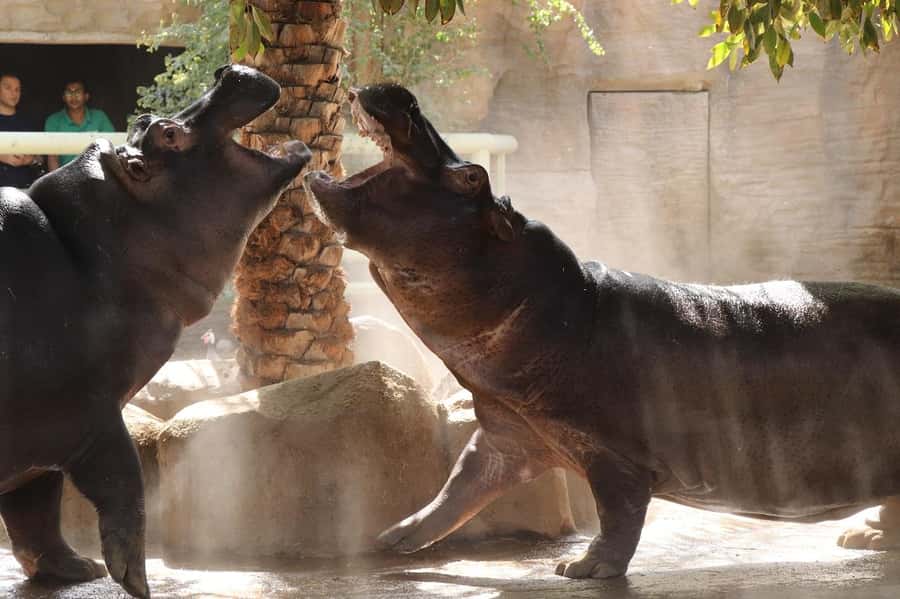 Abu Dhabi: Emirates Park Zoo Entry Ticket - Indoor Wildlife Walk, Tigers and Leopards Up Close