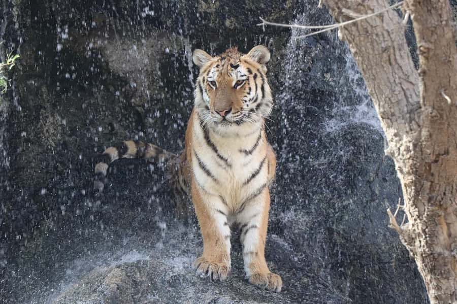 Abu Dhabi: Emirates Park Zoo Entry Ticket - Conservation at Abu Dhabi’s First Private Zoo