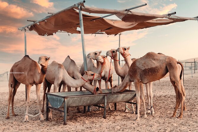 Abu Dhabi Evening Desert Safari BBQ, Camel Ride, Entertainments - Price and Value, What $72.98 Covers and What Costs Extra