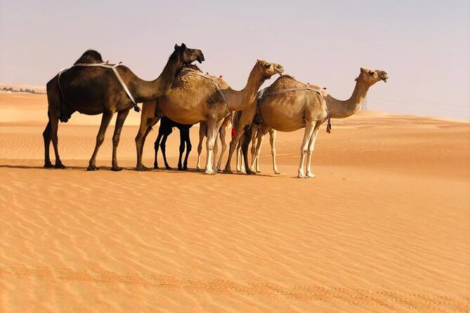 Abu Dhabi: Evening Desert Safari with Camel Ride, BBQ & Live Show - Practical tips so your desert night feels easy