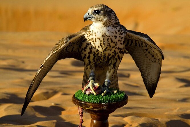 Abu Dhabi Falcon Hospital Tour - Key Things to Know Before You Go