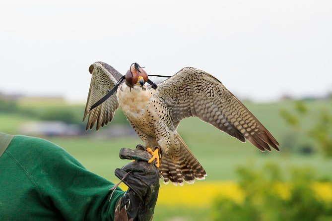 Abu Dhabi Falcon Hospital Tour - Falcons, Bedouins, and Why This Hospital Exists