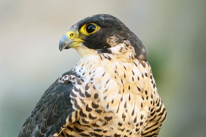 Abu Dhabi Falcon Hospital Tour - Treatment Rooms Up Close: Recovery in the Real World