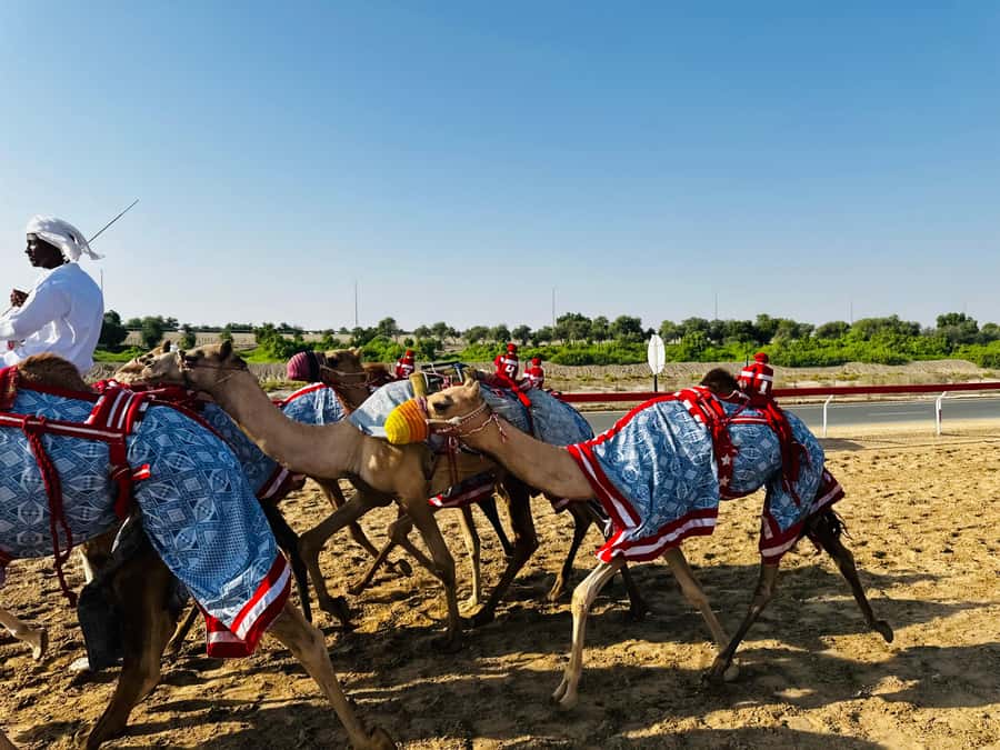 Abu Dhabi: Fossil Dune, Salt Lake and Camel Race Track Tour - Price and value at $89: what’s included, what’s not, and how to judge the deal