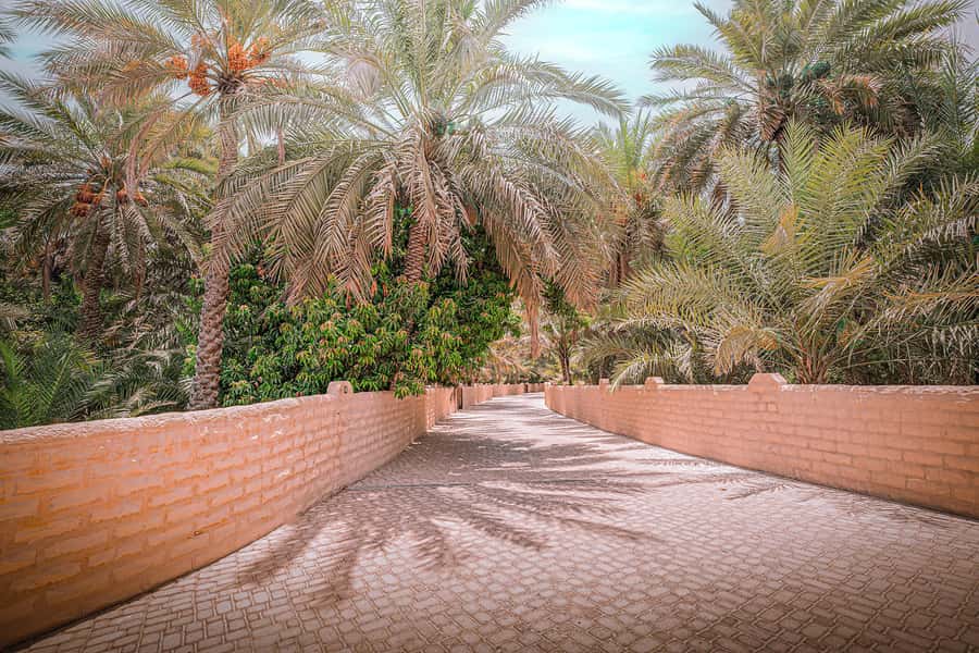 Abu Dhabi: Full-Day Al Ain Tour with Entry Tickets and Meal - Al Ain Oasis: falaj water channels and the calm of desert engineering