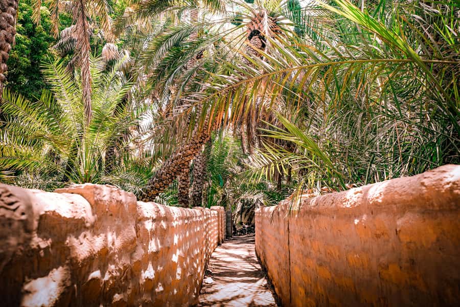 Abu Dhabi: Full-Day Al Ain Tour with Entry Tickets and Meal - Ayla Bawadi Hotel lunch: a real break with international buffet options