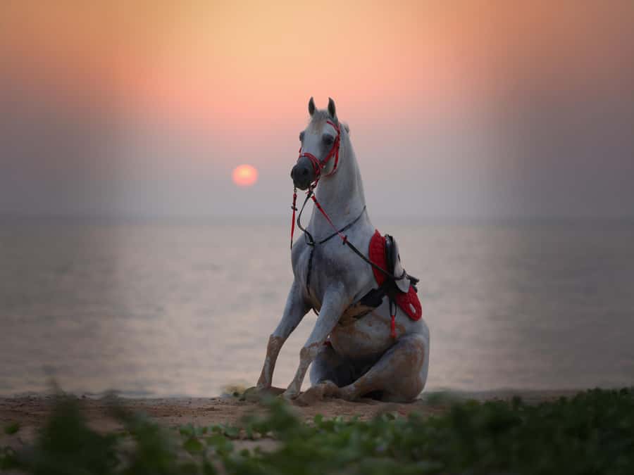 Abu Dhabi: Hudairiyat Island Horse Riding Experiences - Key things to know before you go