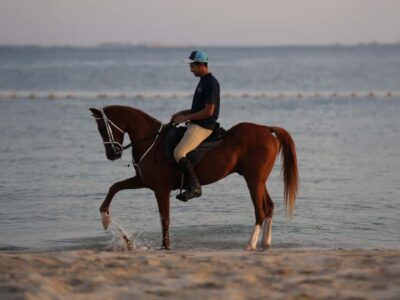 Hudairiyat Island Horse Riding Experiences