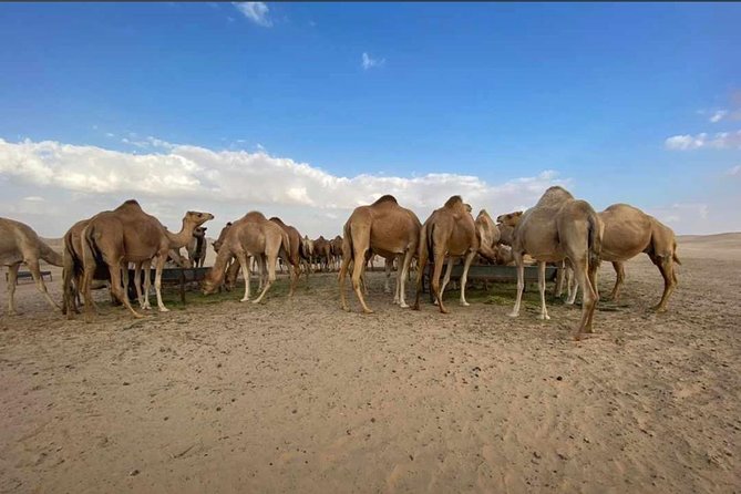 Abu Dhabi Morning Desert Safari,Dune Bashing,Sandboarding,Camel Riding&Quad Bike - Key things to know before you go