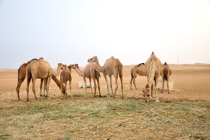 Abu Dhabi Morning Safari - Comfort and common issues to plan for, based on real feedback