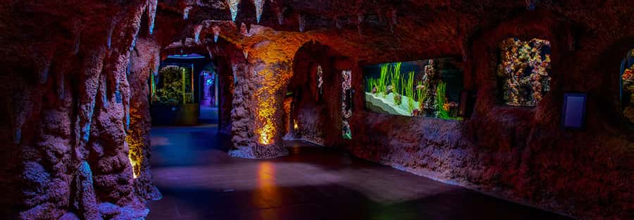 Abu Dhabi: National Aquarium Entrance Ticket - Sharks, rays, and the tank layouts you will actually notice