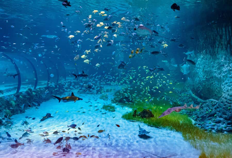 Abu Dhabi: National Aquarium Entrance Ticket - Value for your money at about $29