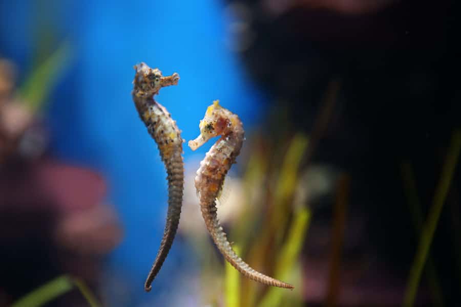 Abu Dhabi: National Aquarium Entrance Ticket - Should you book this aquarium ticket?
