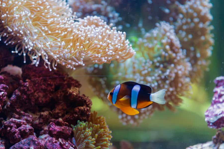 Abu Dhabi: National Aquarium Entrance Ticket - FAQ