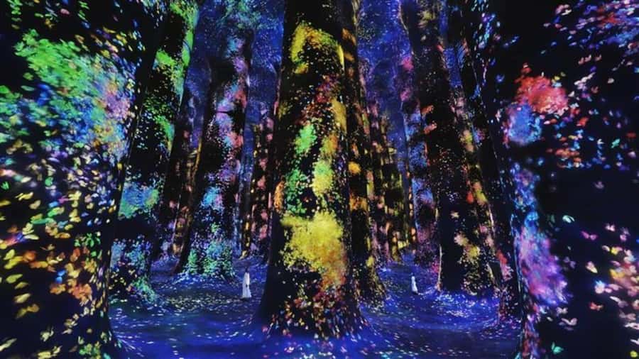 Abu Dhabi: teamLab Phenomena Entry Ticket - Arrival, lockers, and getting your bearings fast