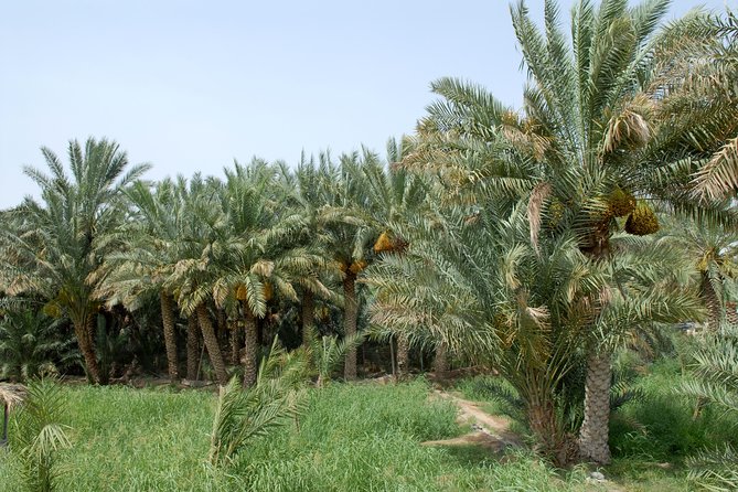 Al Ain City Tour Full-Day with Guide - Al Ain in One Long Day: What Makes This Trip Different
