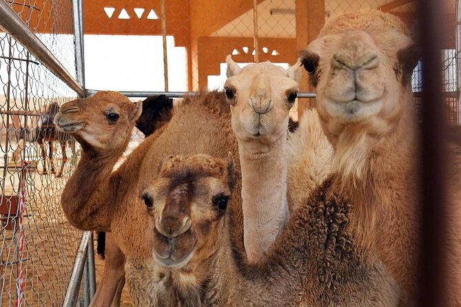 Al Ain Oasis Tour with Pickup and Drop off - Museum stop: turning what you saw into context