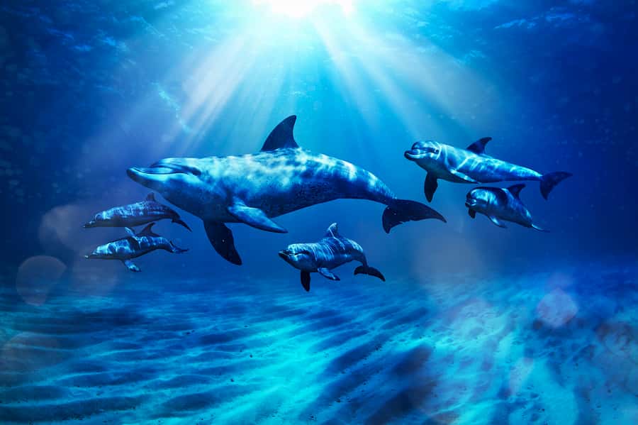 Aquaventure World: Dolphin Paddle and Waterpark Day Pass - Dolphin Bay paddle plus Aquaventure pass: what you are really buying