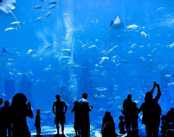 Atlantis Lost-Chamber Aquarium Dubai - Key Highlights You Will Actually Care About