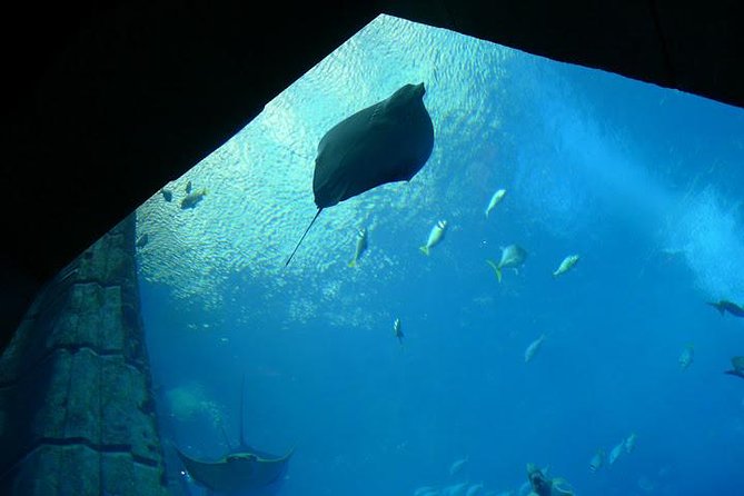 Atlantis Lost-Chamber Aquarium Dubai - Entering a Lost Atlantis Without the Guesswork
