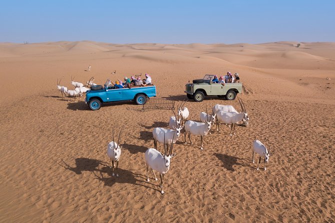 Authentic Safari in Vintage Land Rover with Traditional Dinner - Sunset Falconry: The Moment That Makes Time Stop