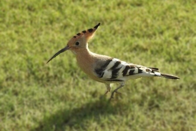 Bird Watching Tour Dubai - Key birding highlights in Dubai
