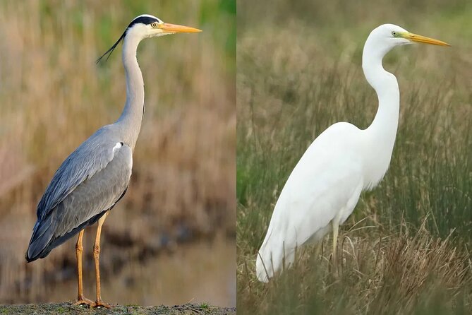 Bird Watching Tour Dubai - Bird Watching in Dubai, and Why This 3 Hours Works