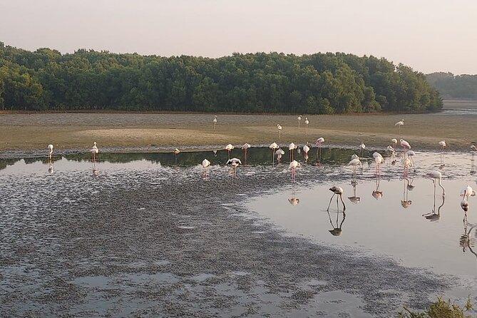Bird Watching Tour Dubai - Ras Al Khor Wildlife Sanctuary: Flamingos and Hide Time