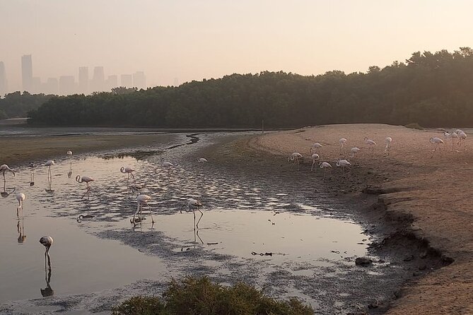 Bird Watching Tour Dubai - The Park Stop for Purple Sunbirds, Bee-eaters, and Lapwings