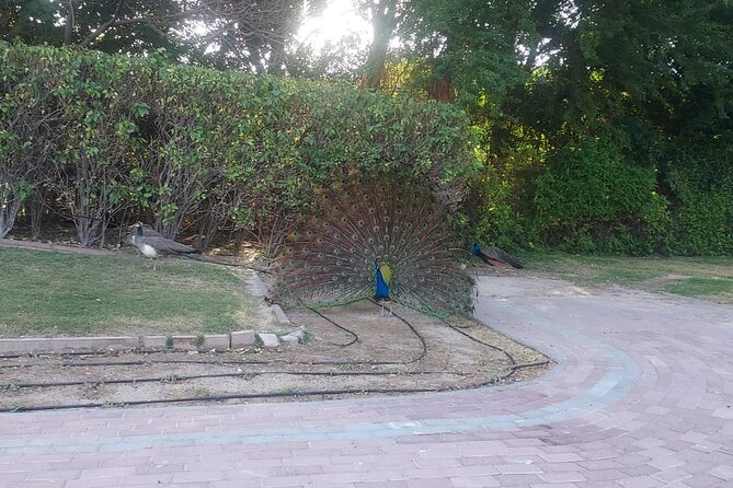 Bird Watching Tour Dubai - Zabeel Palace: Peacocks, Quick Photos, and Rare Albinos
