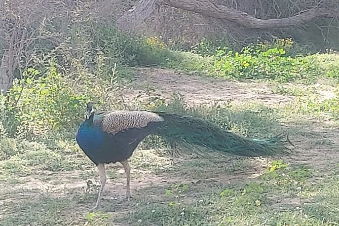 Bird Watching Tour Dubai - Why the Private Guide Makes a Real Difference