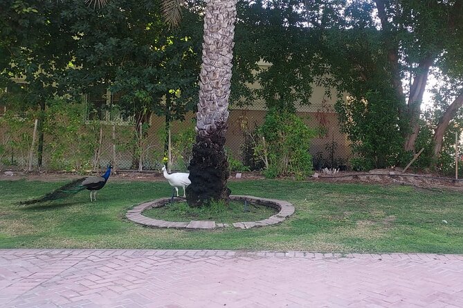 Bird Watching Tour Dubai - Timing and Movement: How to Make 3 Hours Feel Long