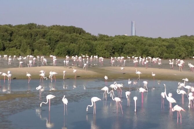 Bird Watching Tour Dubai - Price and Logistics: What You Get for $260