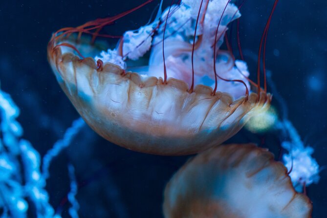 Burj Khalifa and Dubai Aquarium Combo Entrance Ticket - Price and value: is $114.29 per person a good deal?