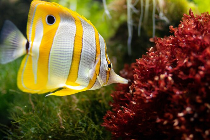 Burj Khalifa and Dubai Aquarium Combo Entrance Ticket - Should you book this Burj Khalifa and Dubai Aquarium combo?