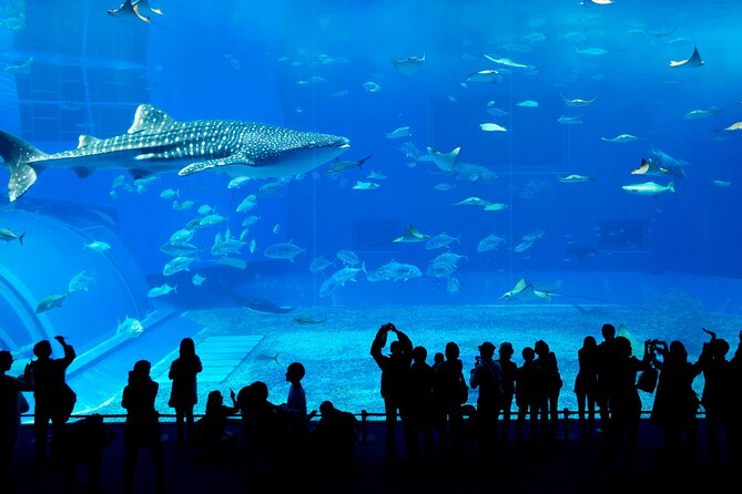Burj Khalifa, Dubai Aquarium & UWZ with Penguin Cove Entry Ticket - Price and Value: Is $112.79 Worth It?