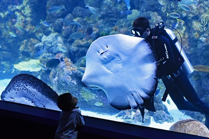 Burj Khalifa, Dubai Aquarium & UWZ with Penguin Cove Tickets - Price and Value at $118.75 Per Person