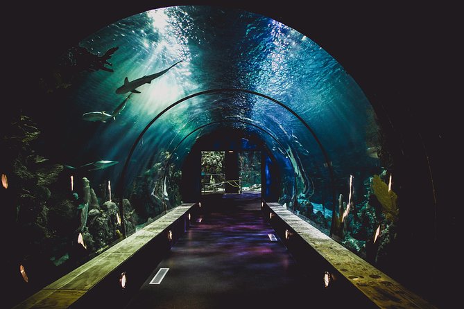Burj Khalifa, Dubai Aquarium & UWZ with Penguin Cove Tickets - Where This Combo Makes the Most Sense