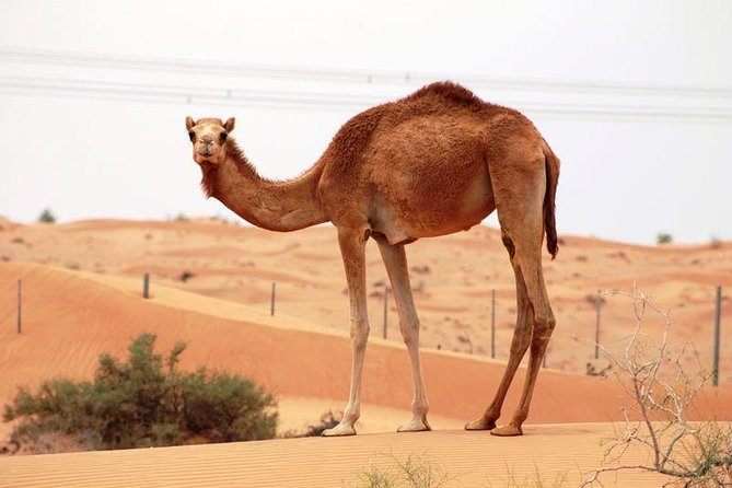 Camel Farm Visit - Dubai UAE - Key highlights worth knowing before you go