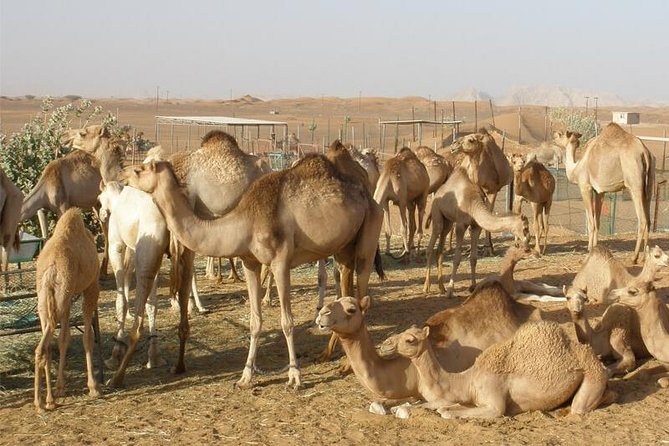 Camel Farm Visit - Dubai UAE - Stop at the camel farm: what your camel time looks like
